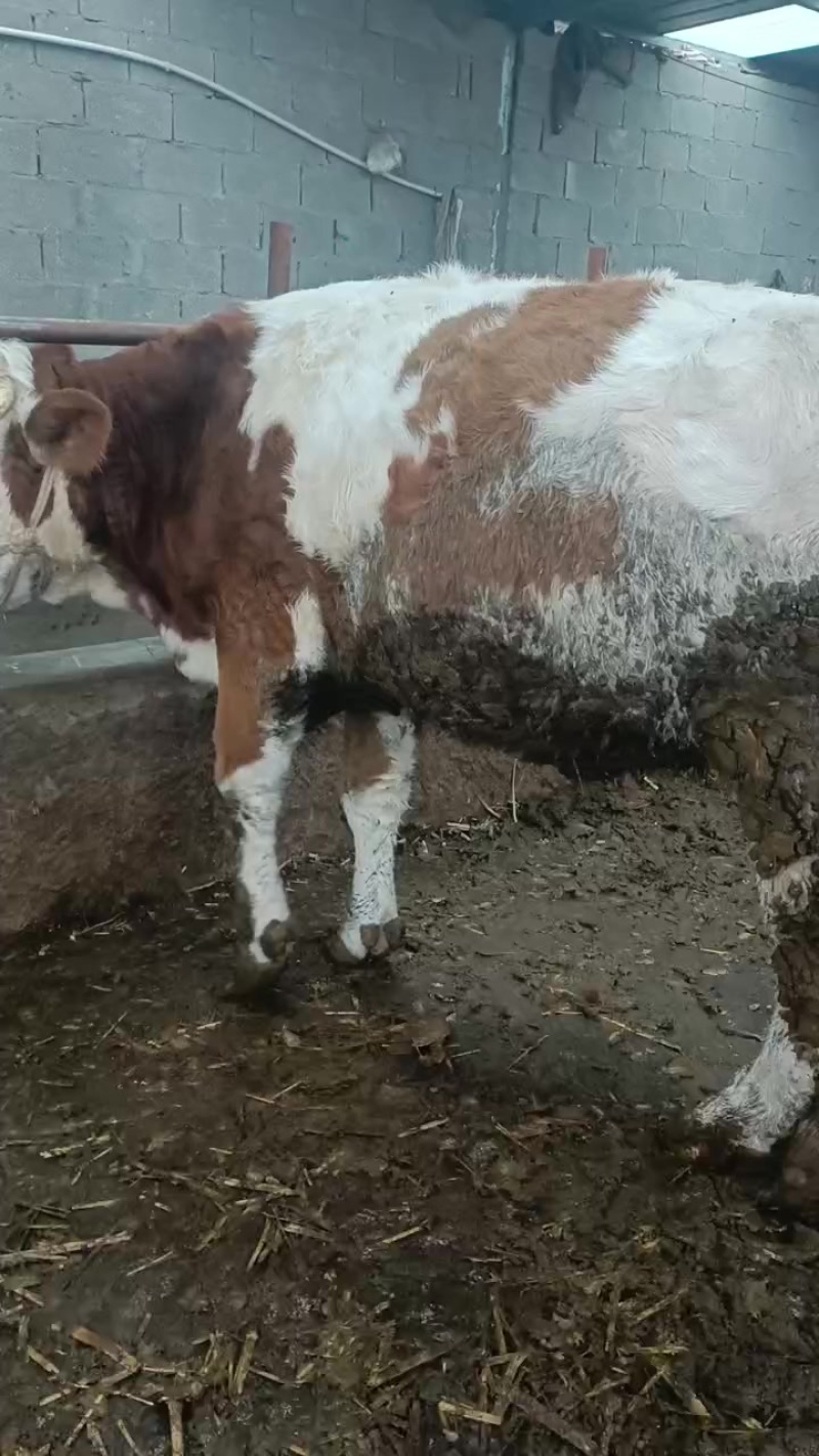 一千斤以上的肉牛