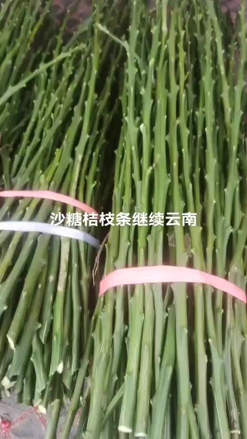 沙糖桔枝条