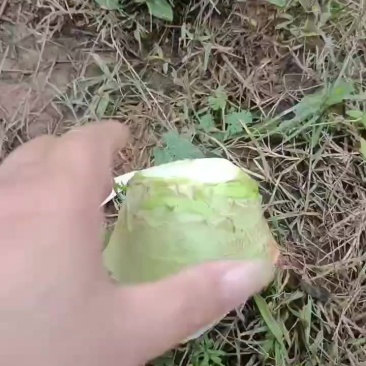 芥菜疙瘩
