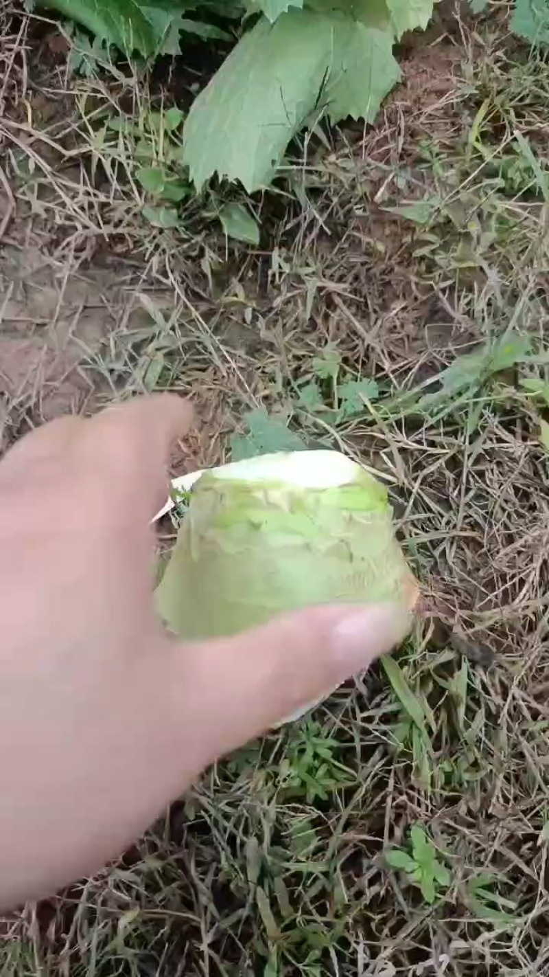 芥菜疙瘩