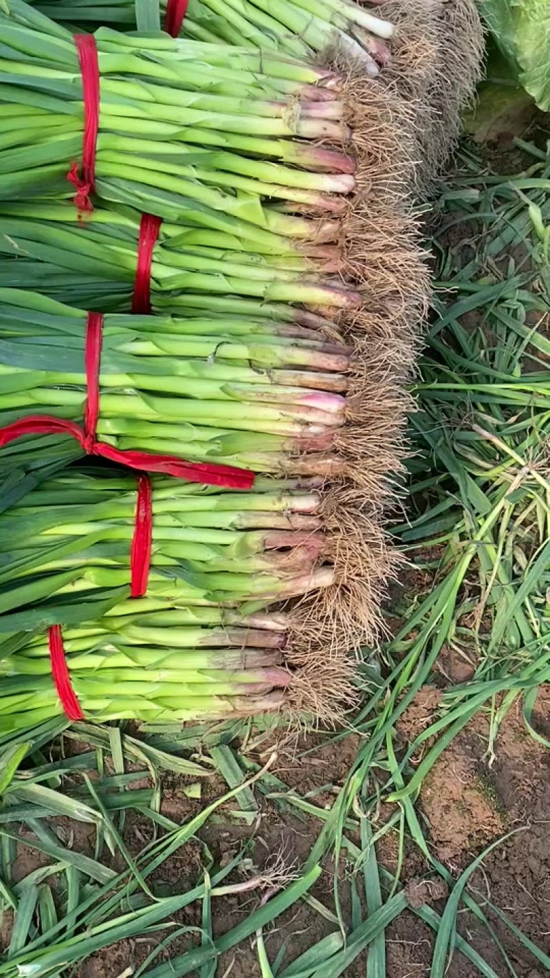 精品红根蒜苗大蒜叶，基地直发，人工分拣无夹心无黄叶