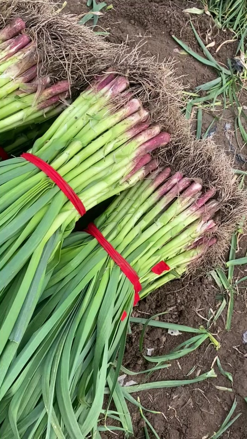 精品红根蒜苗大蒜叶，基地直发，人工分拣无夹心无黄叶