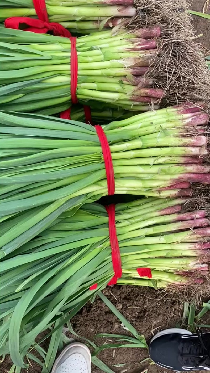 精品红根蒜苗大蒜叶，基地直发，人工分拣无夹心无黄叶