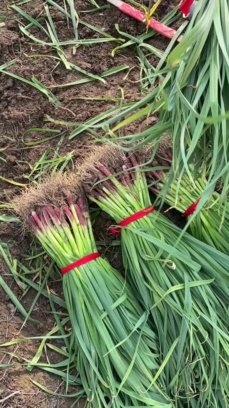 精品红根蒜苗大蒜叶，基地直发，人工分拣无夹心无黄叶