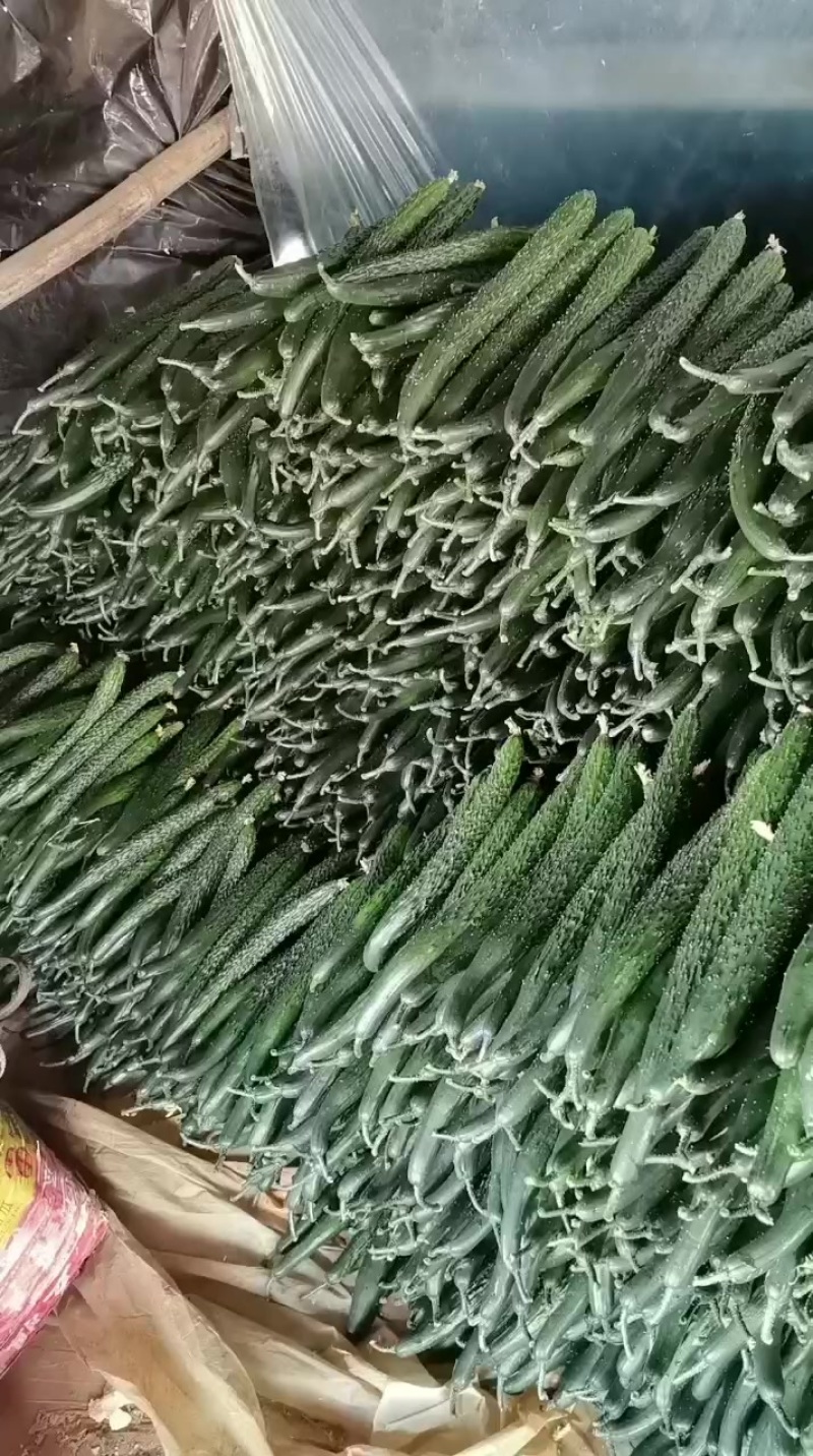 元谋黄瓜