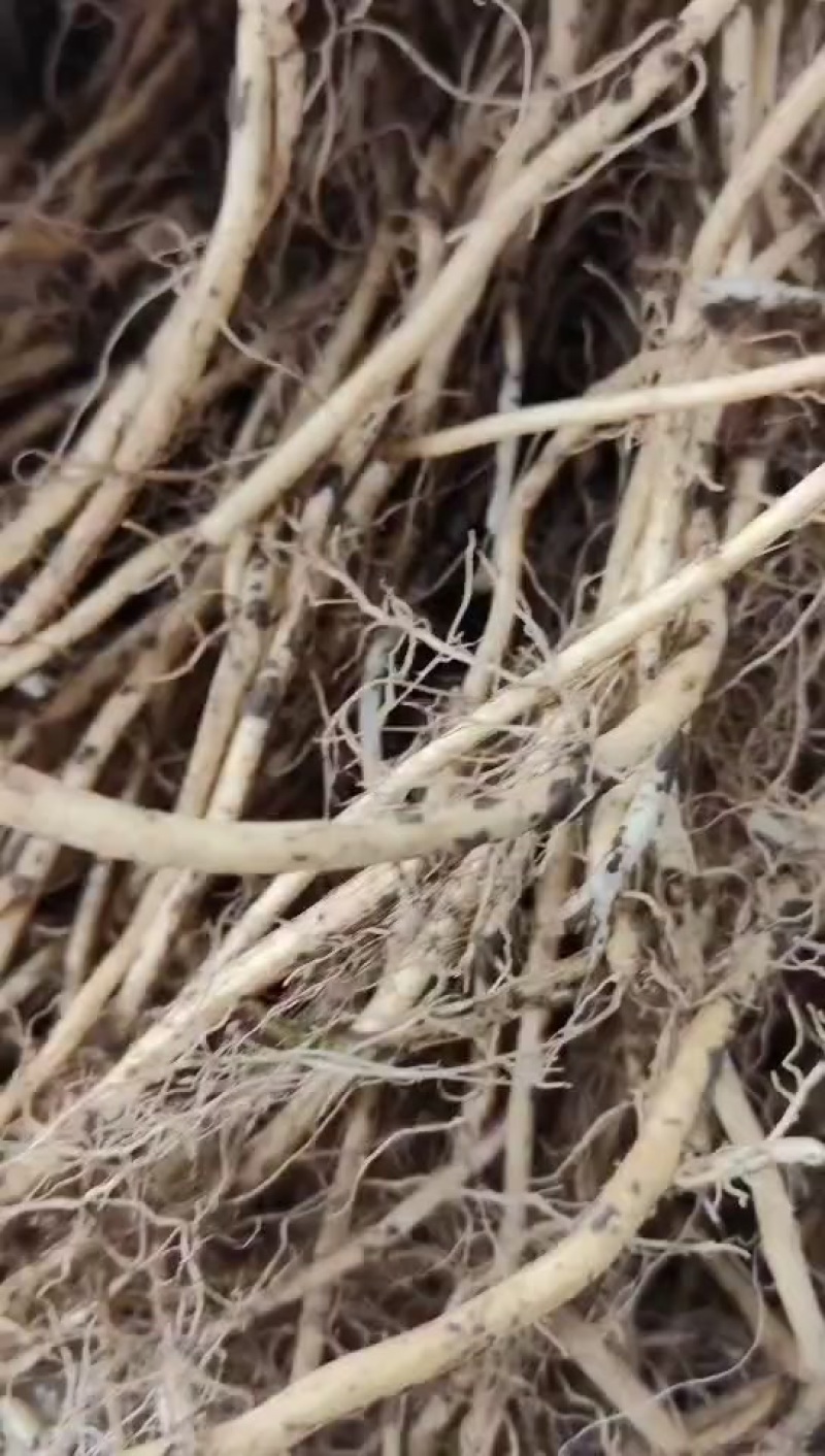 红菇娘种根
