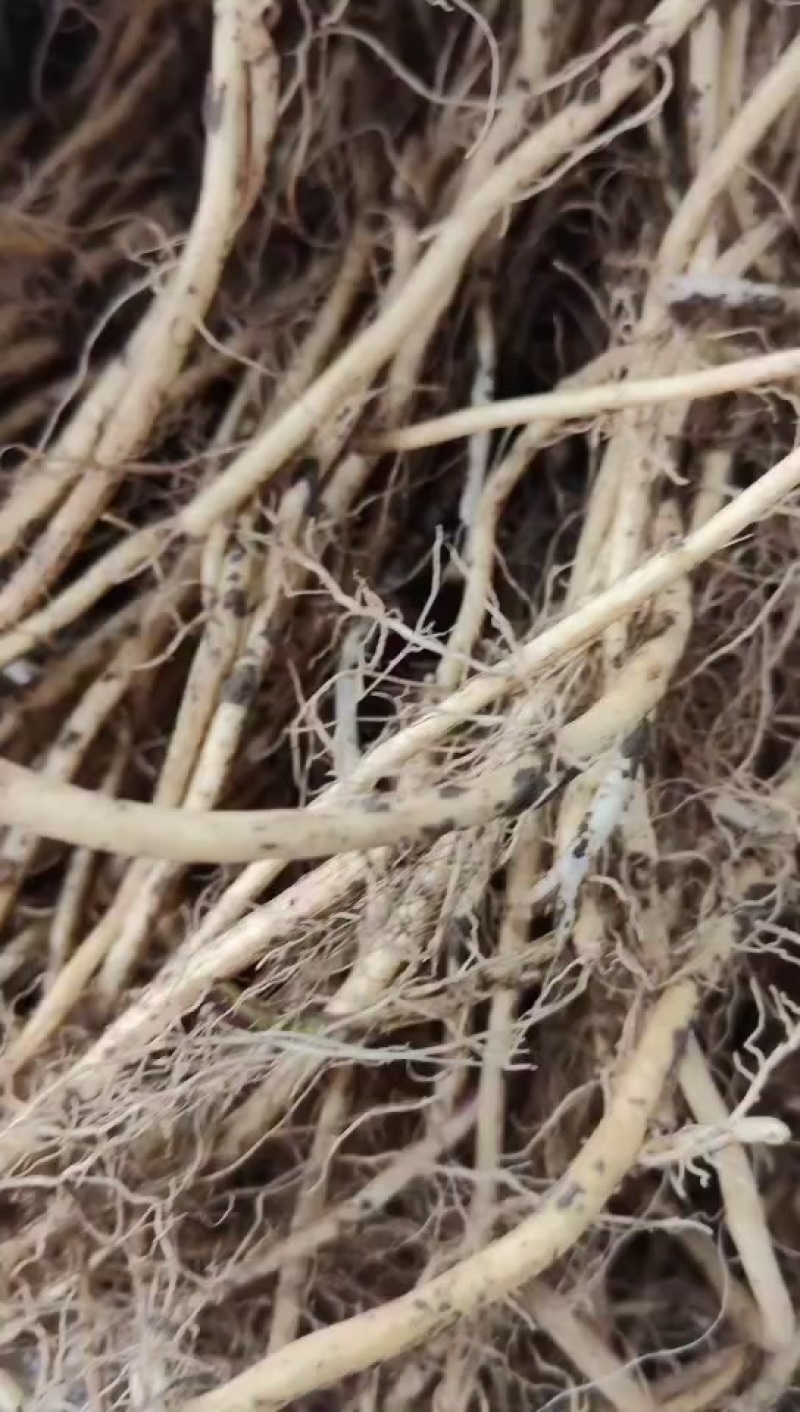 红菇娘种根