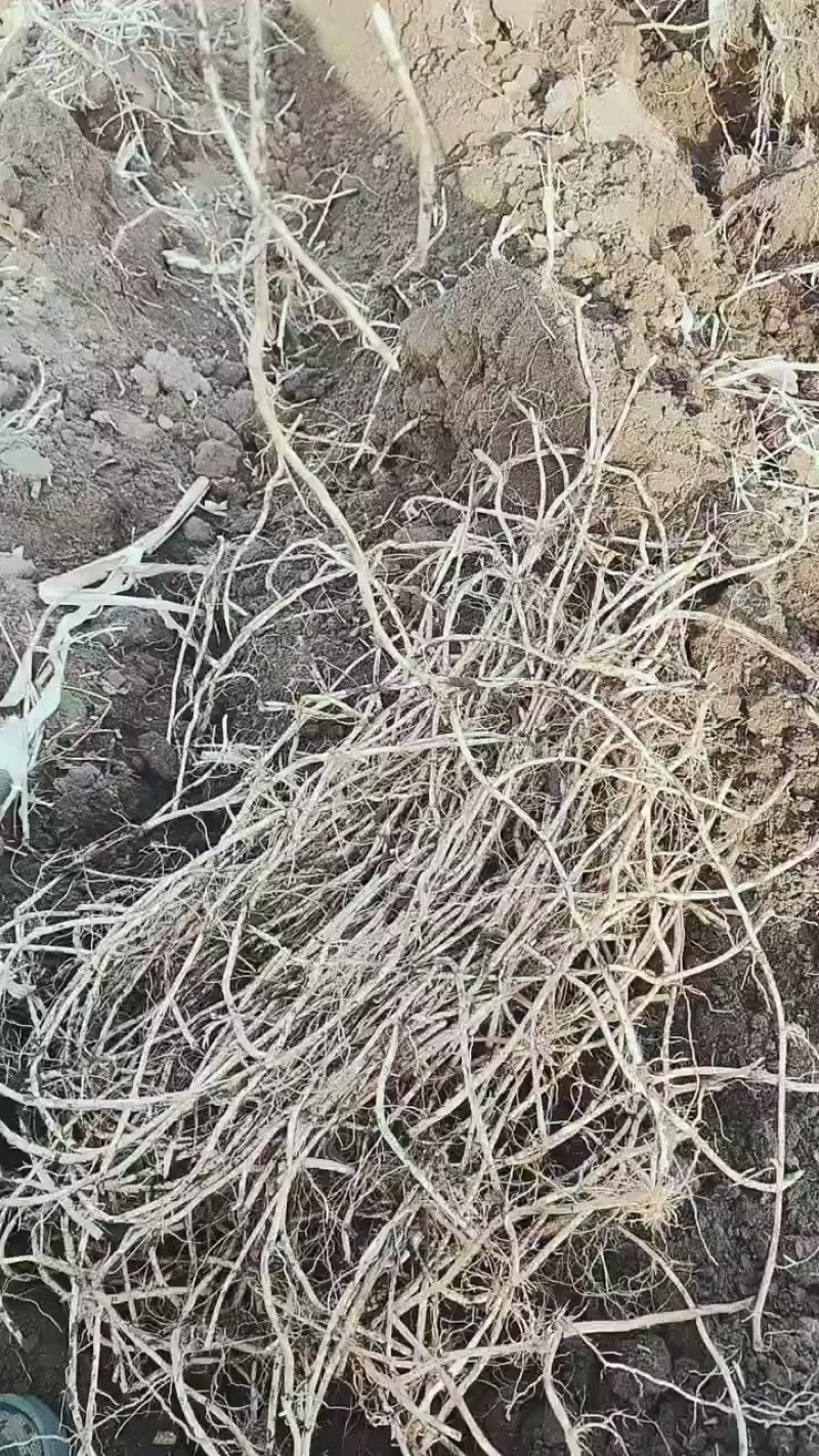 红菇娘种根
