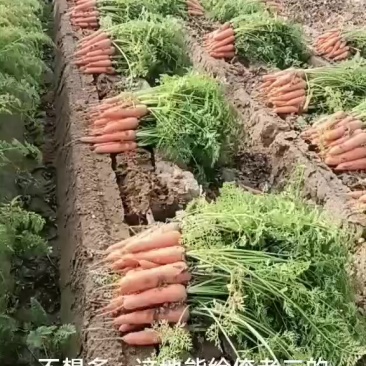 红罗卜