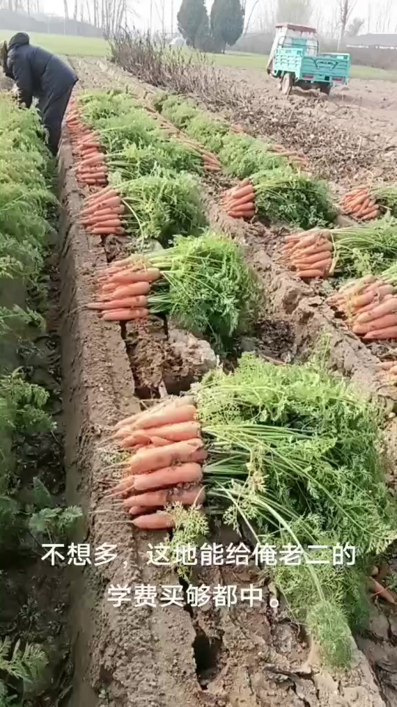 红罗卜