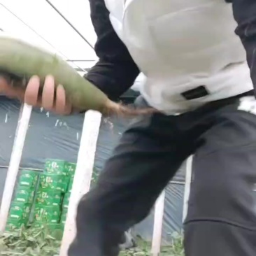 想吃到真正赛鸭梨口感的沙窝萝卜就选金星萝卜
