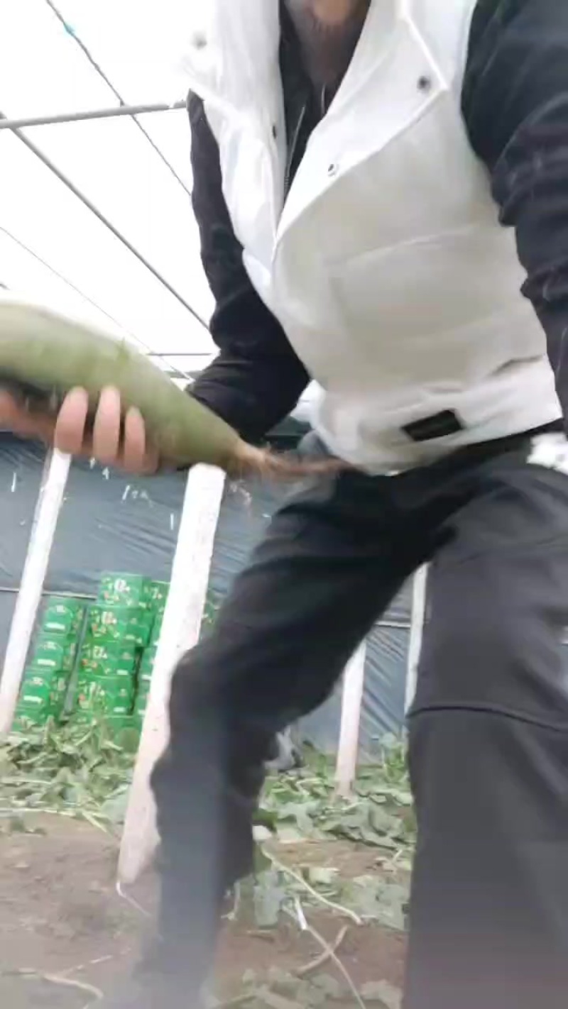 想吃到真正赛鸭梨口感的沙窝萝卜就选金星萝卜