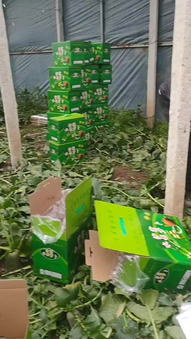想吃到真正赛鸭梨口感的沙窝萝卜就选金星萝卜
