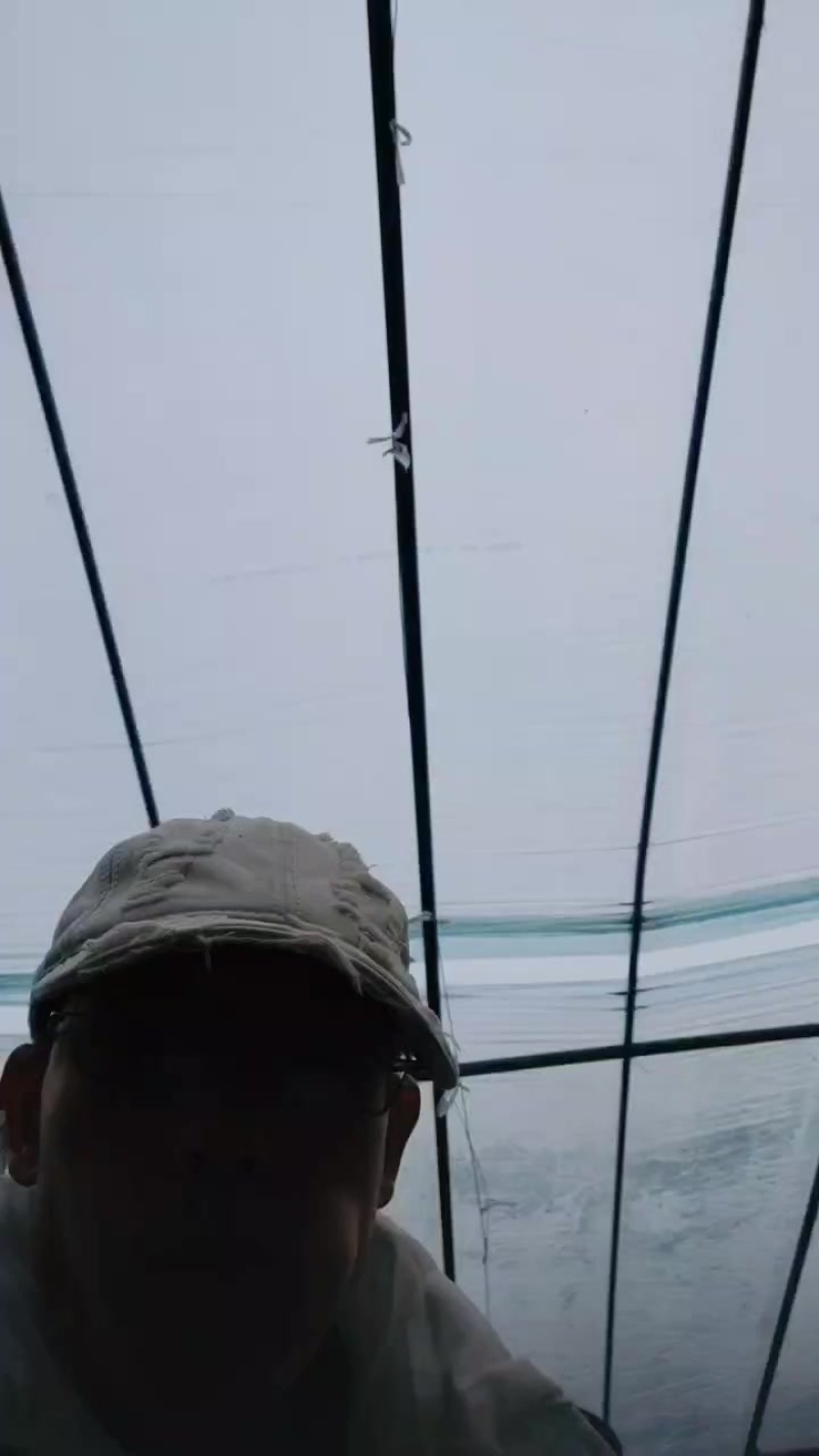 想吃到真正赛鸭梨口感的沙窝萝卜就选金星萝卜