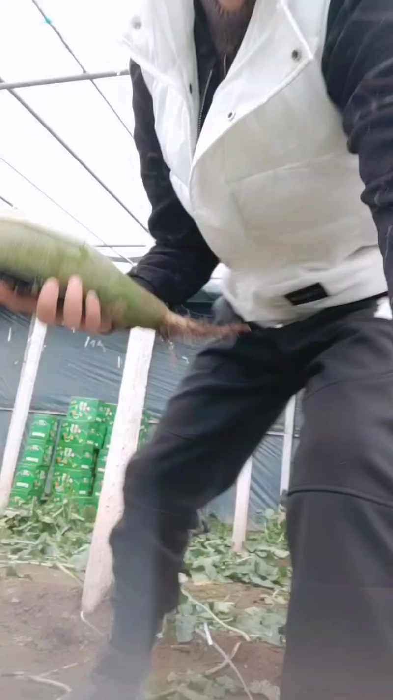 想吃到真正赛鸭梨口感的沙窝萝卜就选金星萝卜