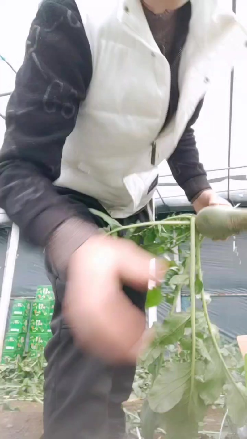 想吃到真正赛鸭梨口感的沙窝萝卜就选金星萝卜
