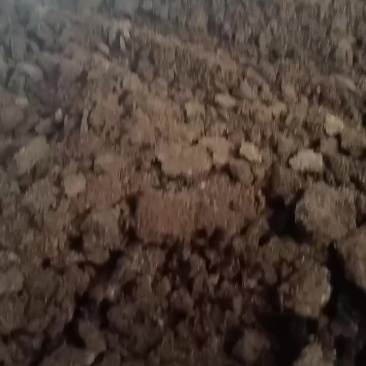 石林本地优质鸡屎