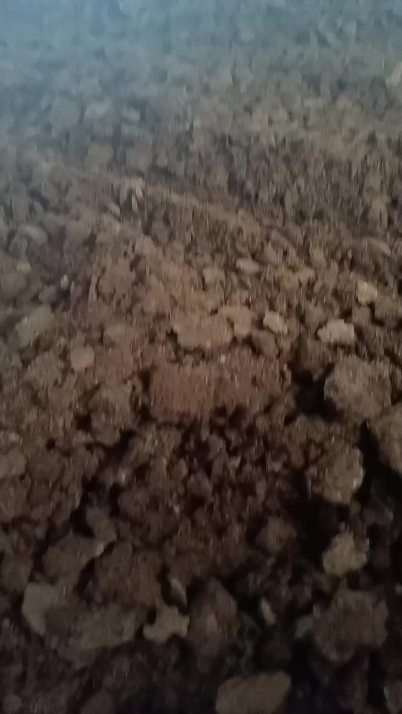 石林本地优质鸡屎
