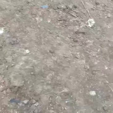 玉米散麻鸭1万只开买出售