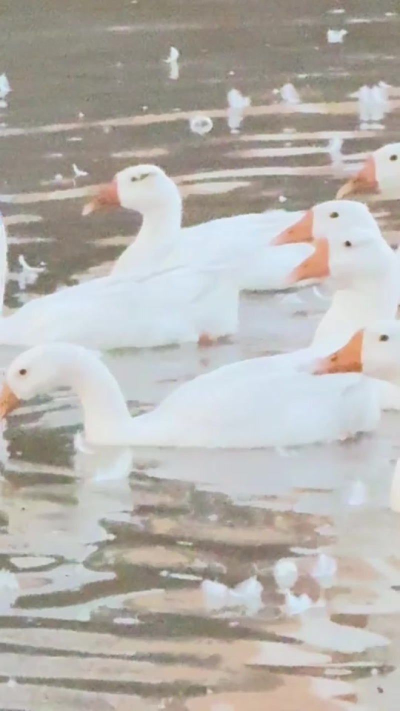 200天大鹅