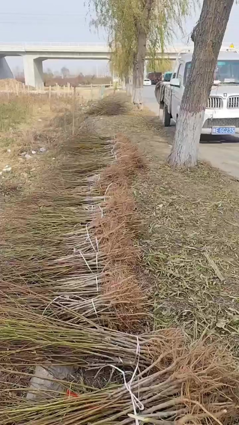 桃苗，黄桃苗，蟠桃苗