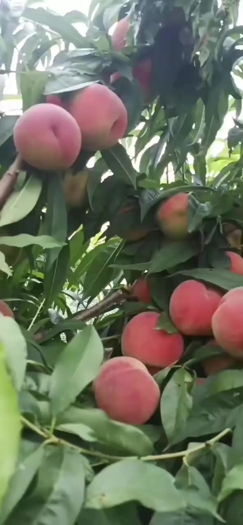 中桃五水蜜桃，面积500多亩