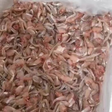 新鲜活杀青蛙腿肉，液氮锁鲜技术，无冰衣