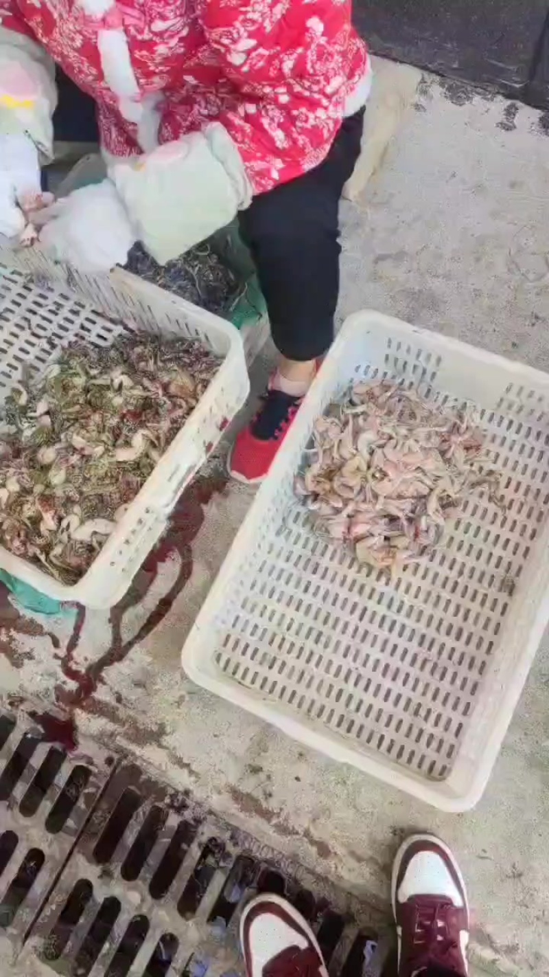 新鲜活杀青蛙腿肉，液氮锁鲜技术，无冰衣