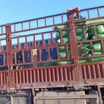 打包稻壳卸货中