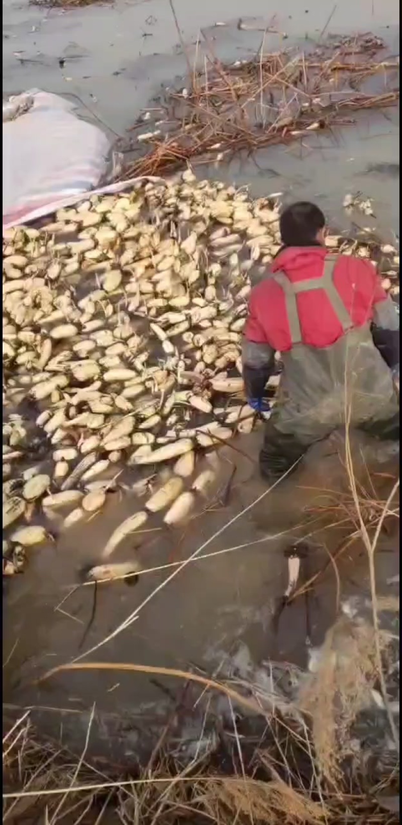 黄河水产