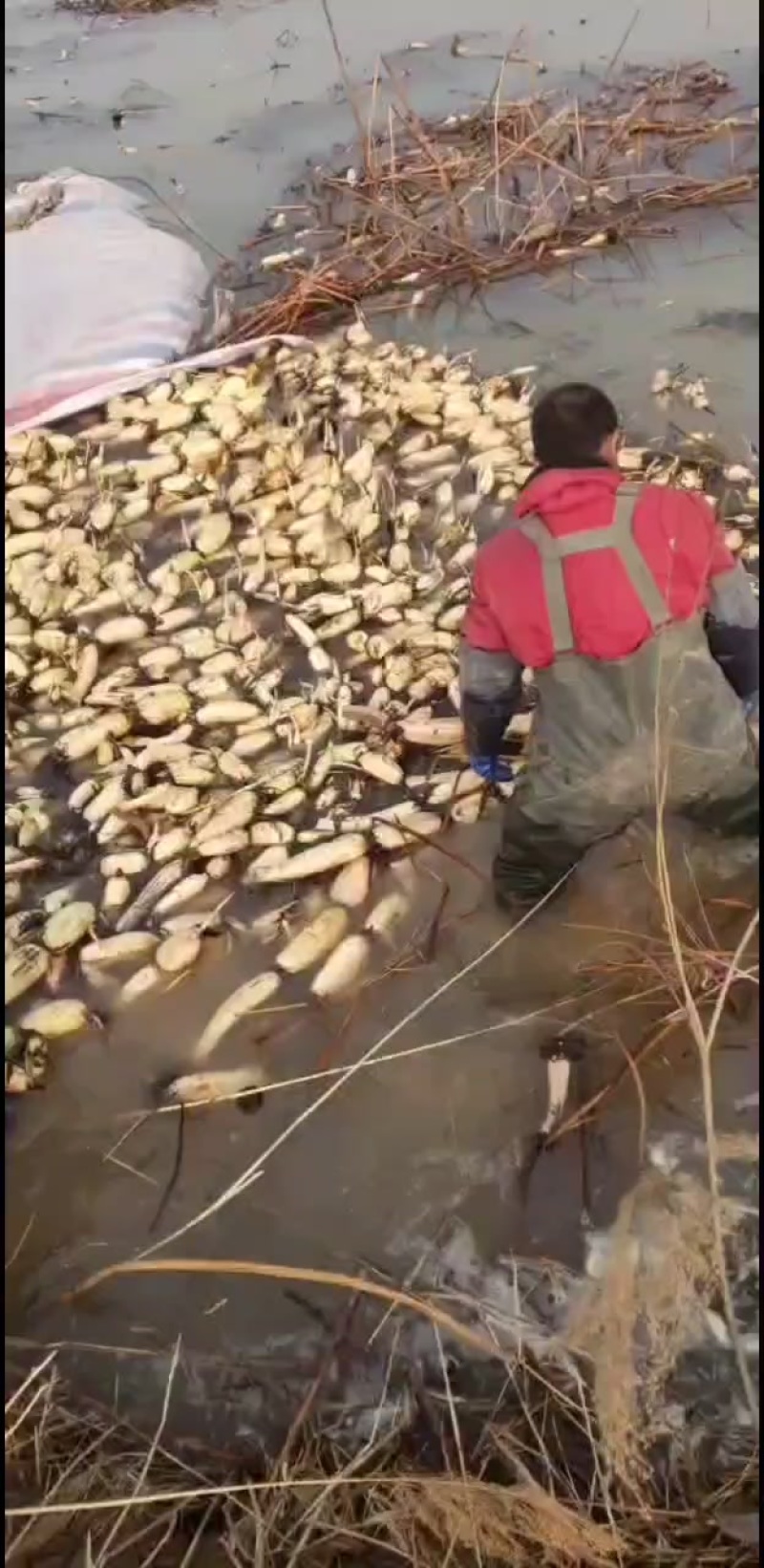 黄河水产
