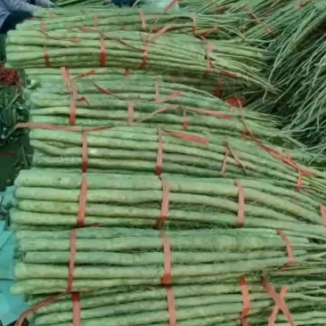 灵宝西施山药，通货打捆中
