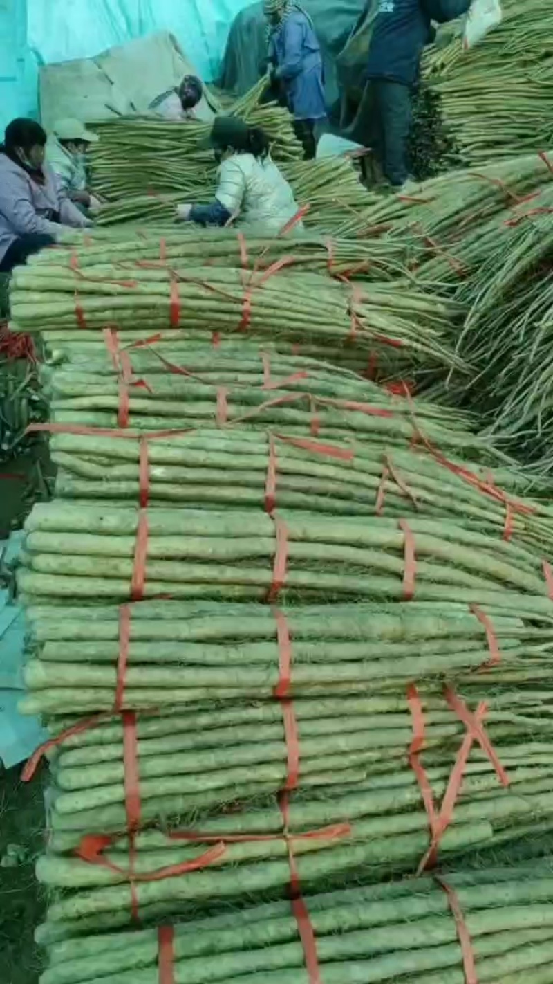 灵宝西施山药，通货打捆中