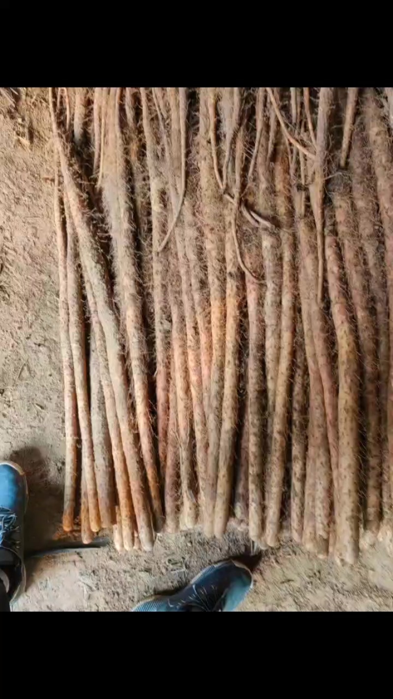 灵宝西施山药，通货打捆中