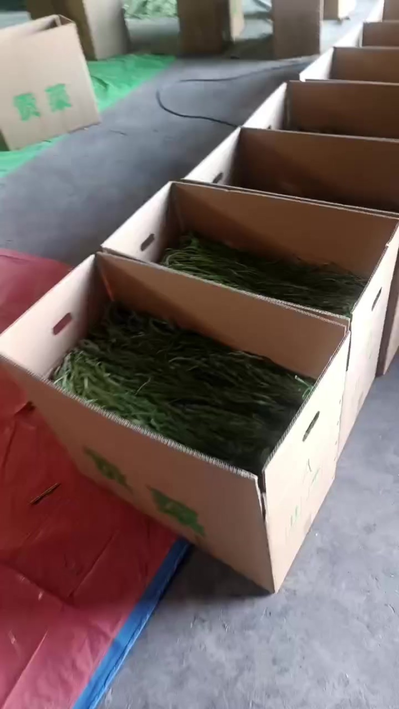 贡菜干