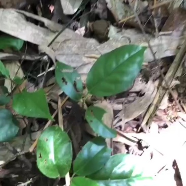 野生紫灵芝
