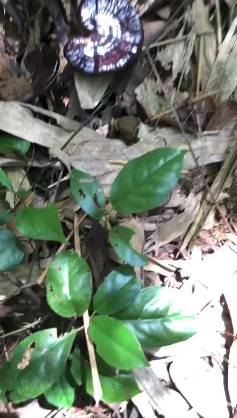 野生紫灵芝