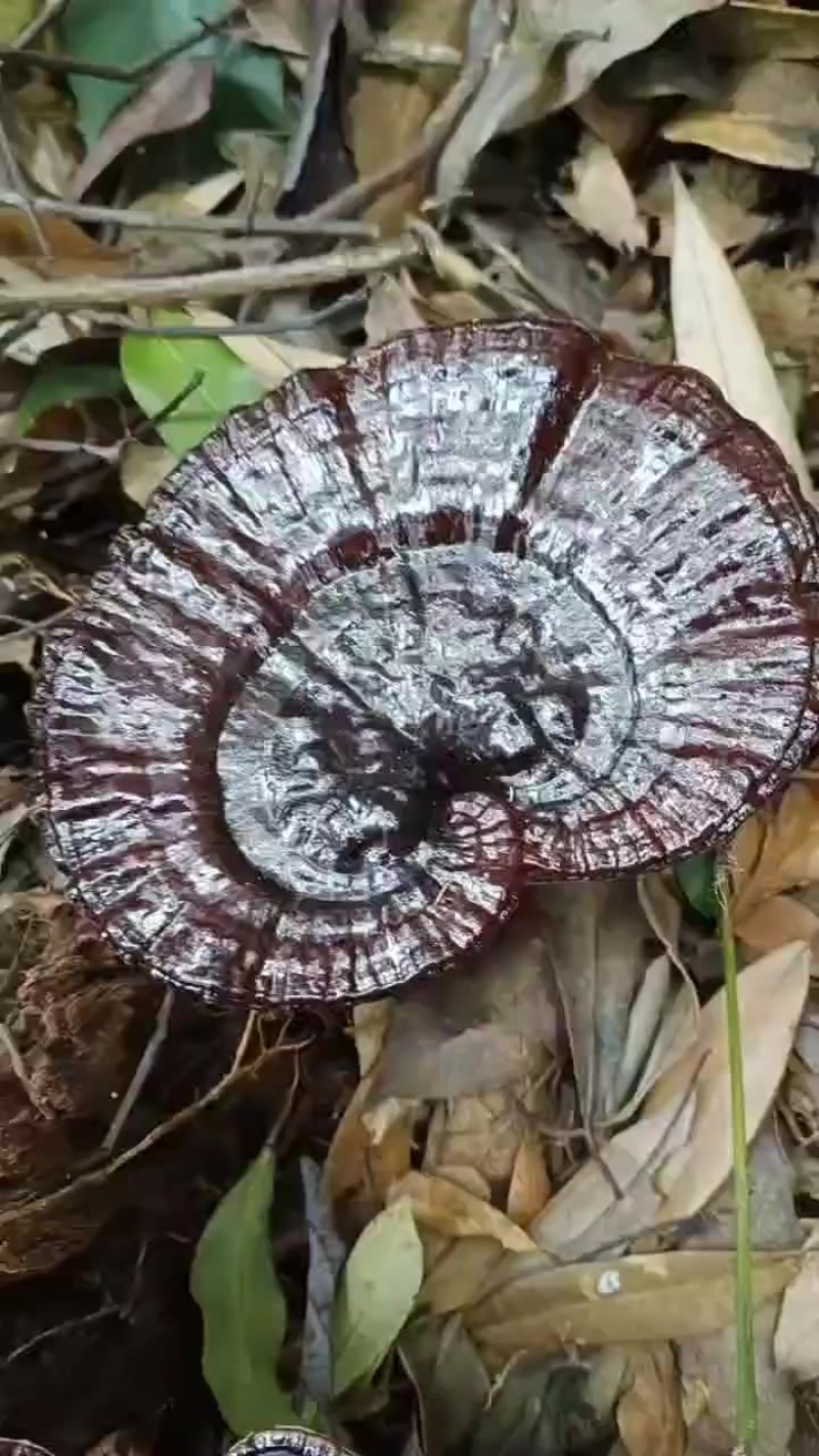 野生紫灵芝
