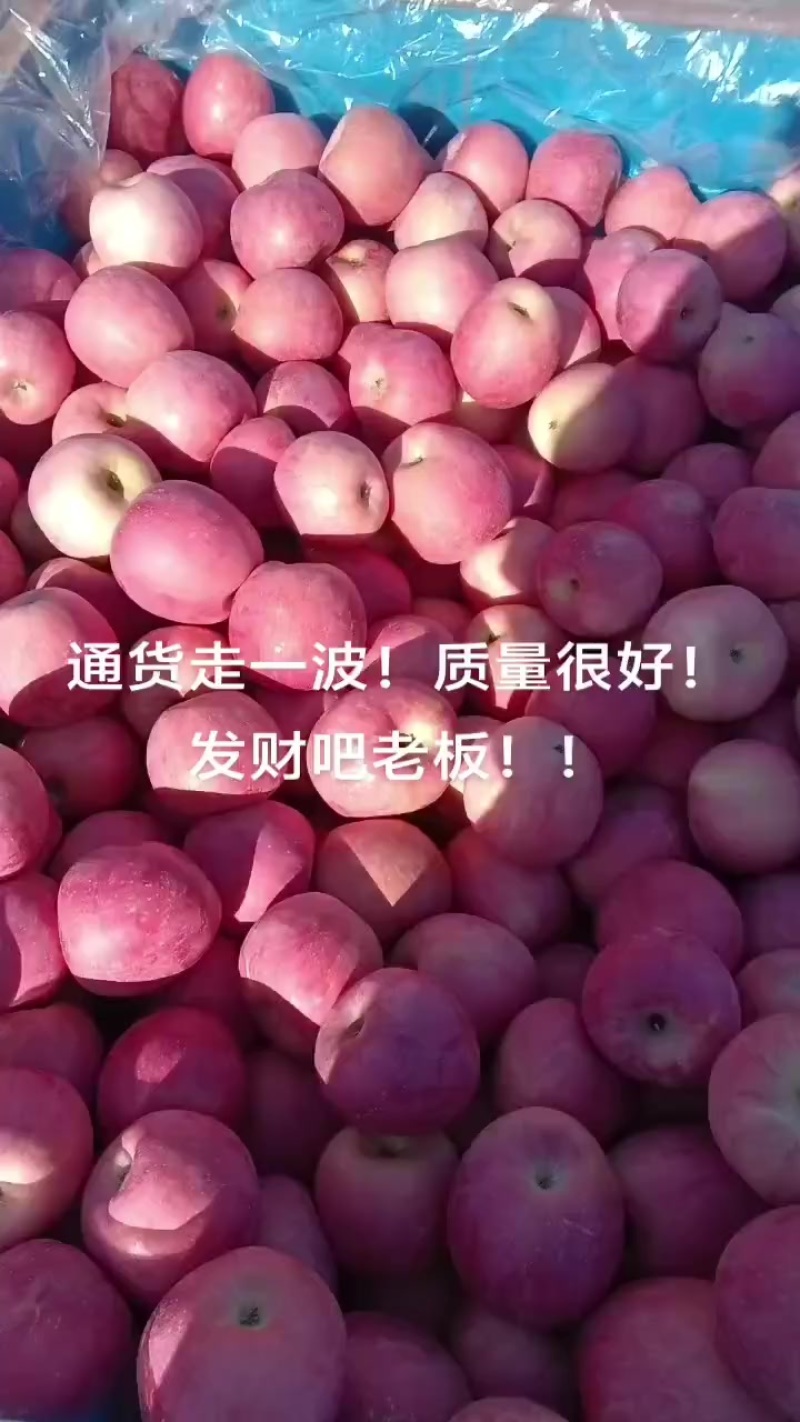 烟台栖霞红富士苹果大量出库！！