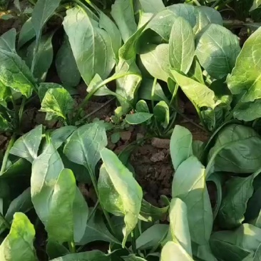 大叶菠菜30~35厘米