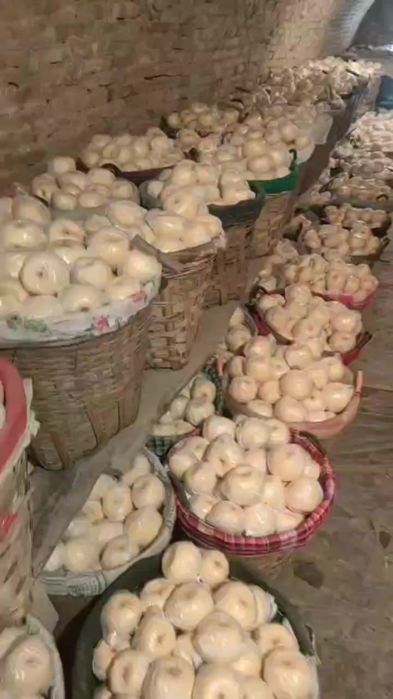 乾县地窖套膜光果酥梨特价