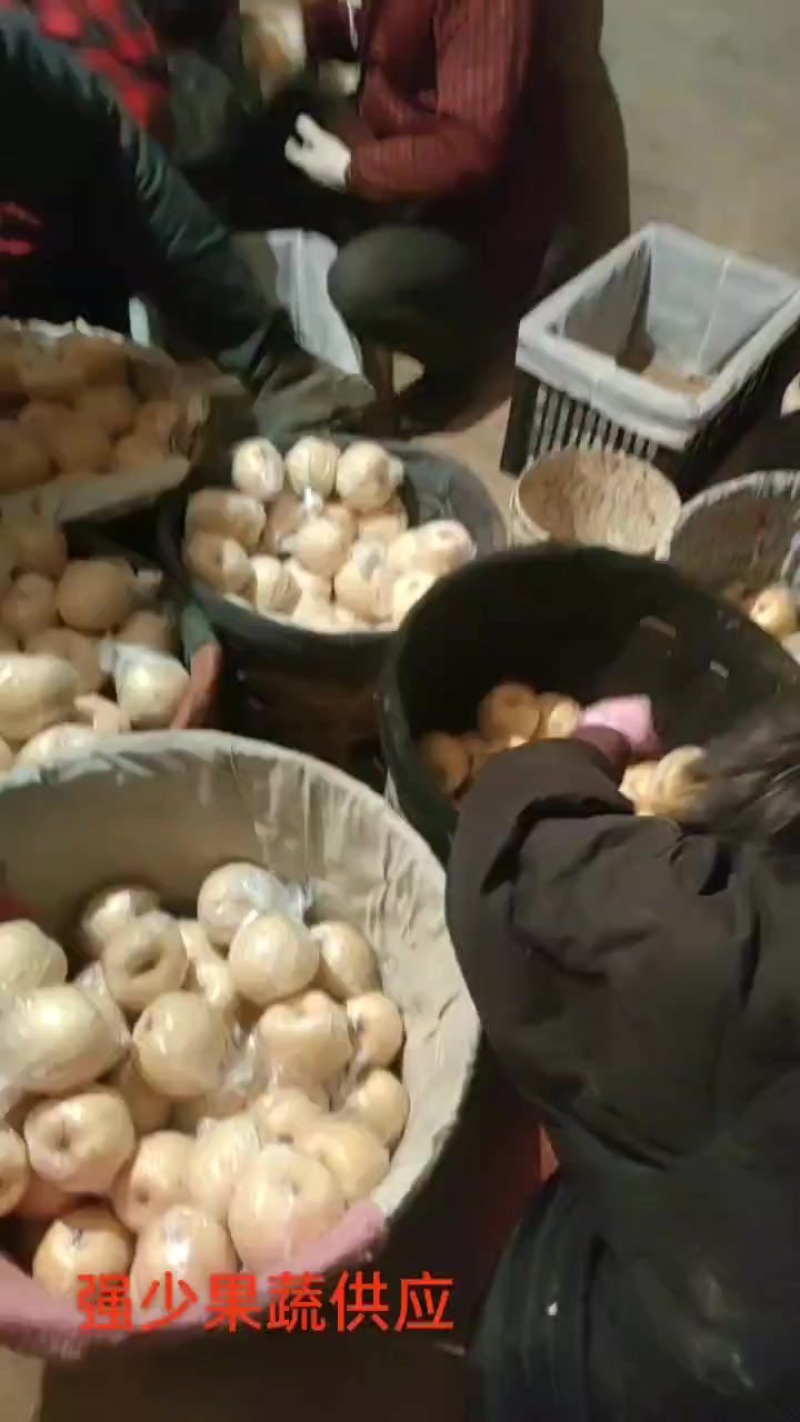 乾县地窖套膜光果酥梨特价
