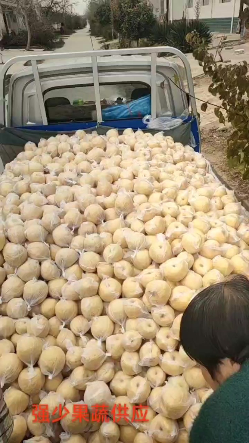 乾县地窖套膜光果酥梨特价