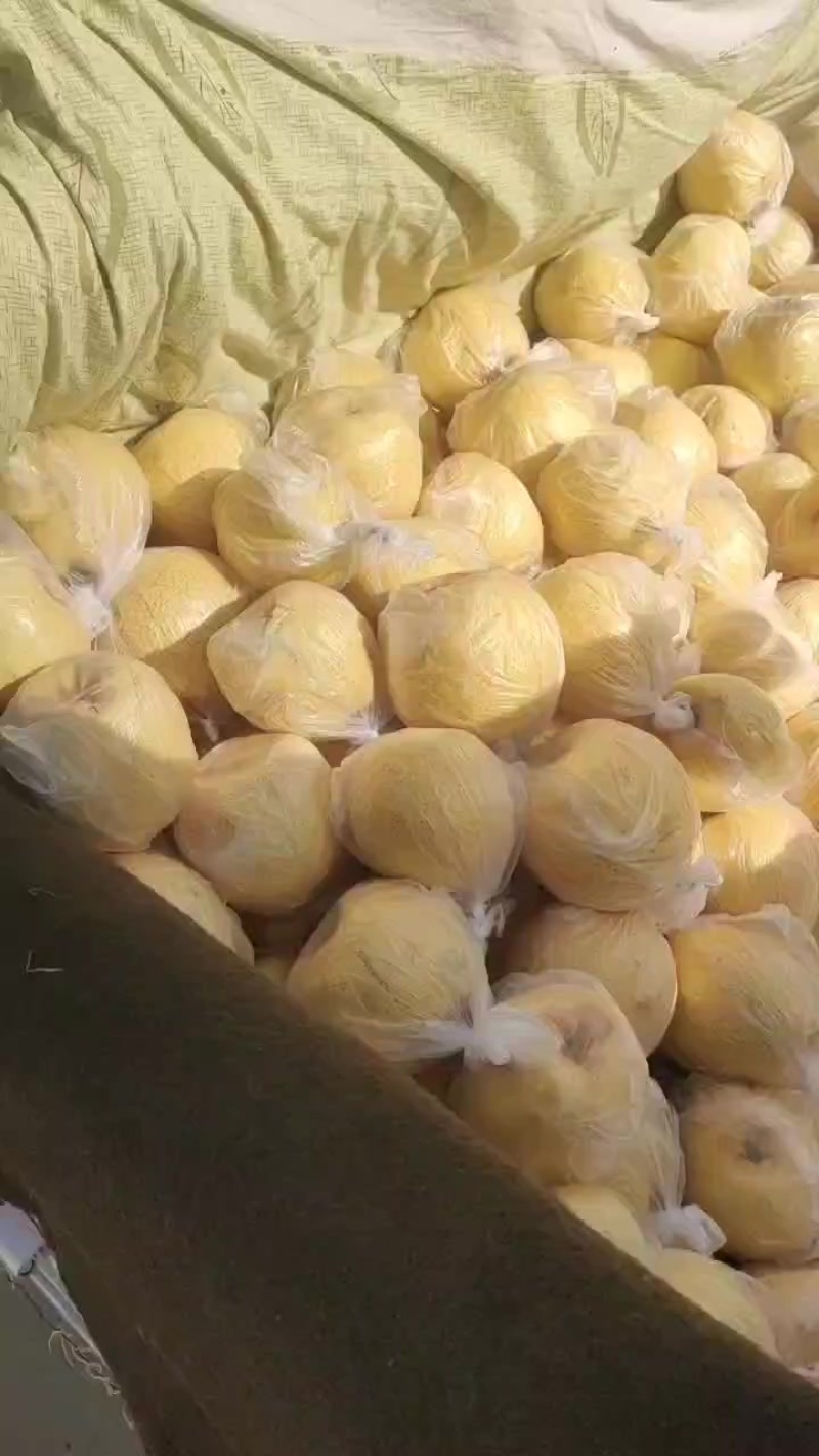 乾县地窖套膜光果酥梨特价