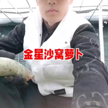 金星沙窝萝卜专卖