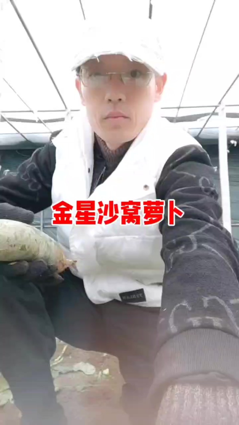 金星沙窝萝卜专卖