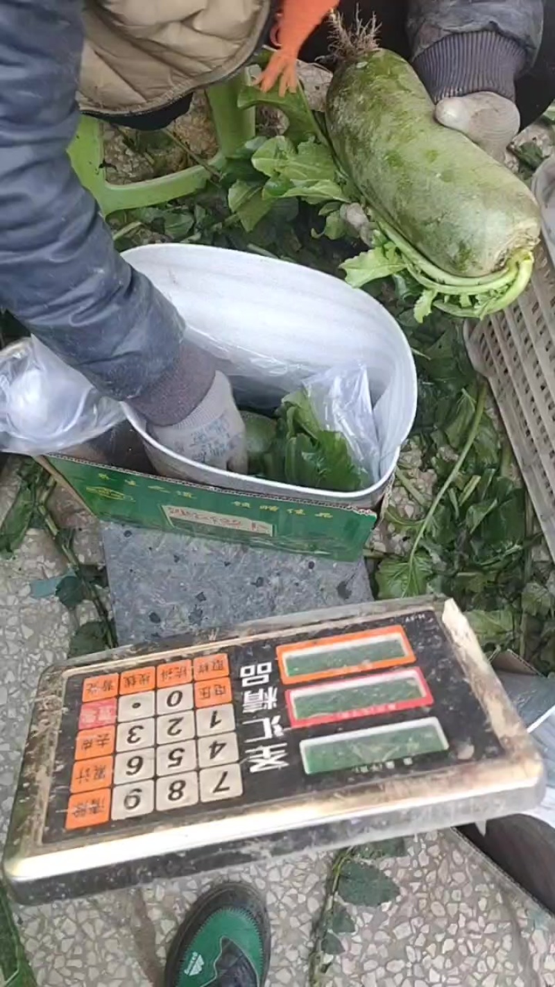 金星沙窝萝卜专卖