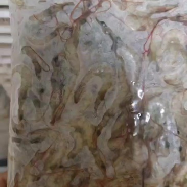 冻板小海虾，大量有货，新鲜装好，准备出货