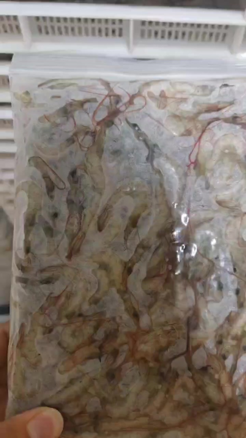 冻板小海虾，大量有货，新鲜装好，准备出货