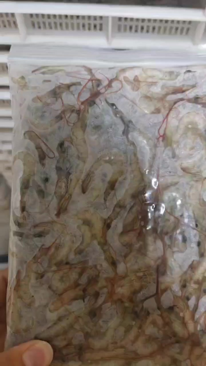 冻板小海虾，大量有货，新鲜装好，准备出货